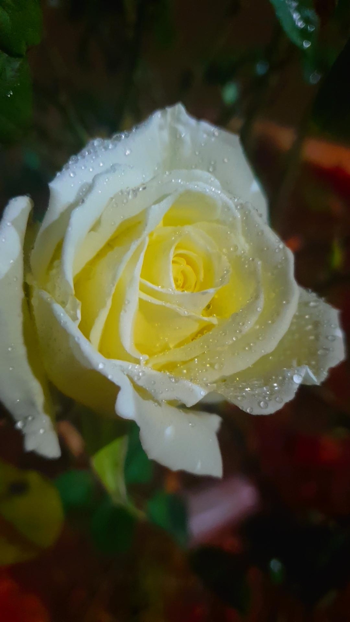 rosa