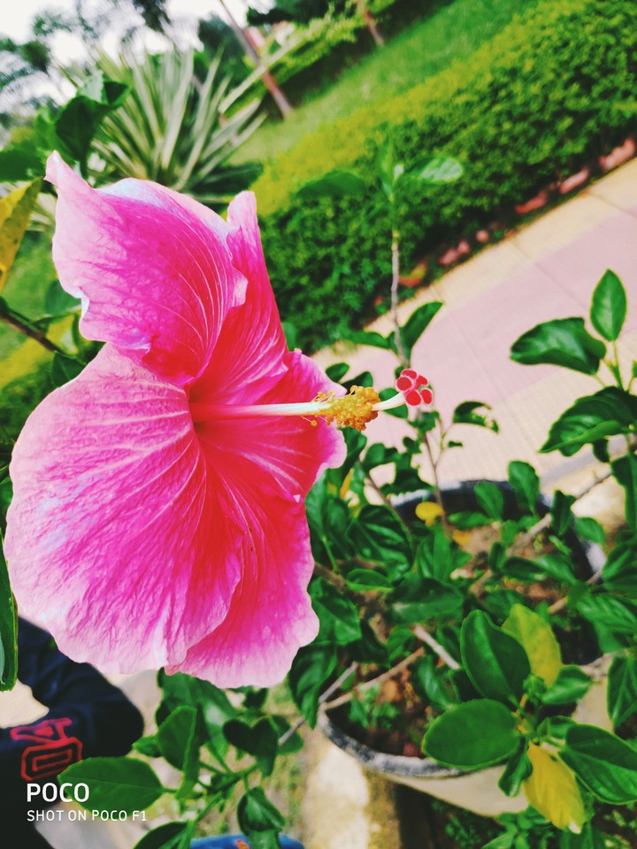 hibiscus