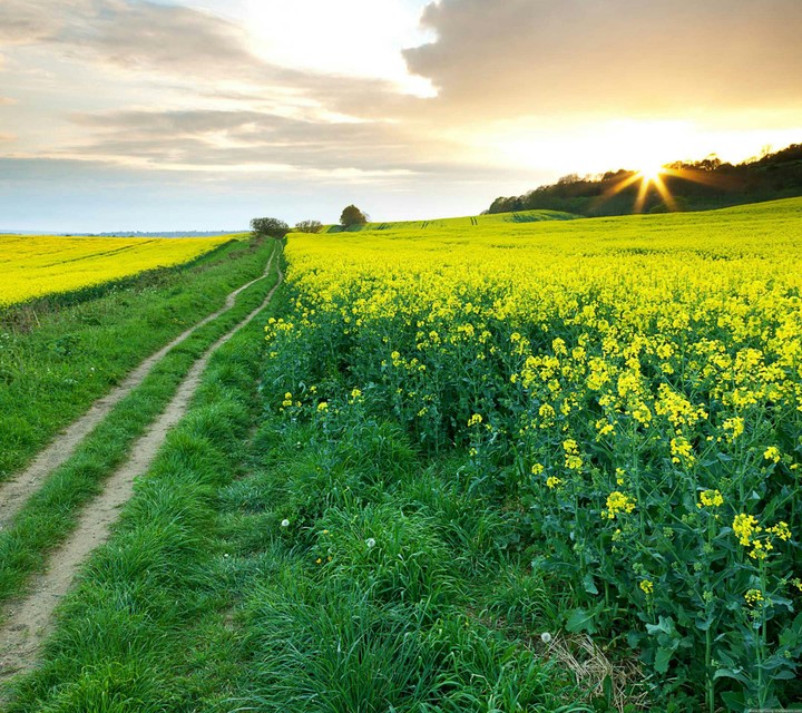 Beautiful Green Field