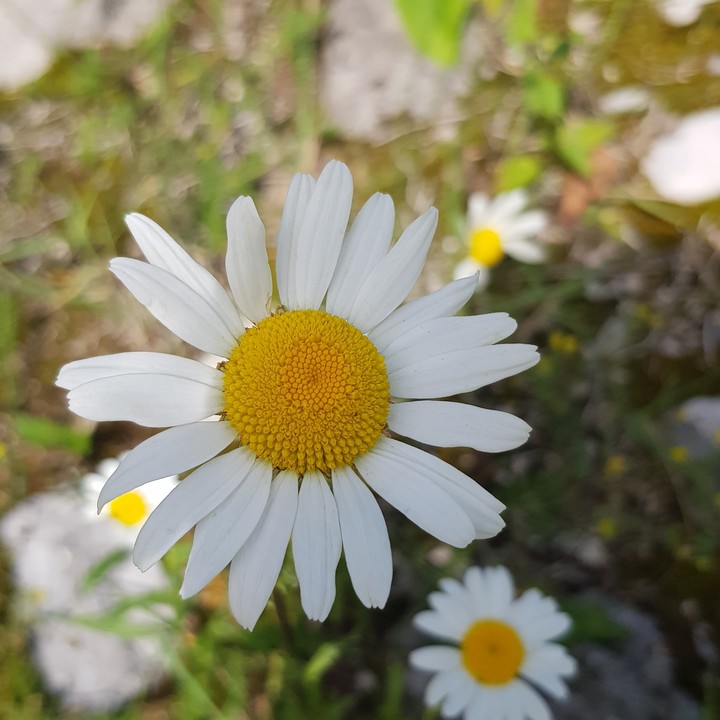 chamomiles