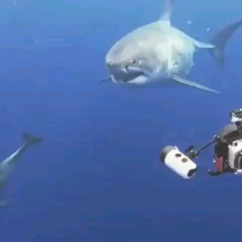 shark