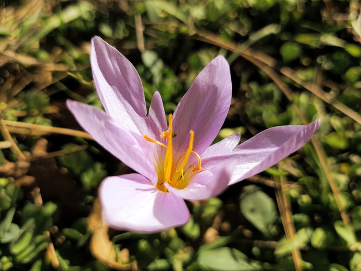 Saffron beauty