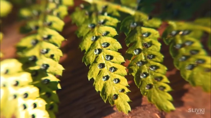 plant