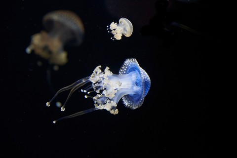 sfondi underwater, Science