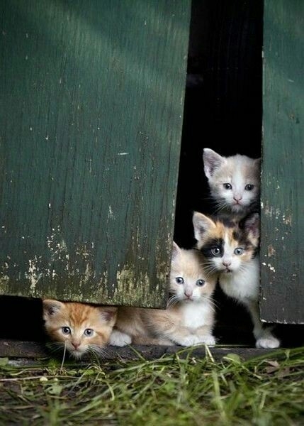 my gang