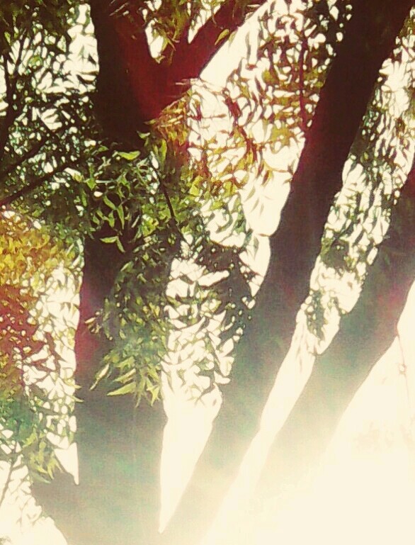 sunshine