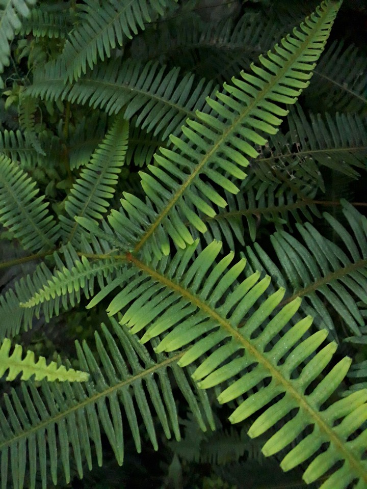 Leaves