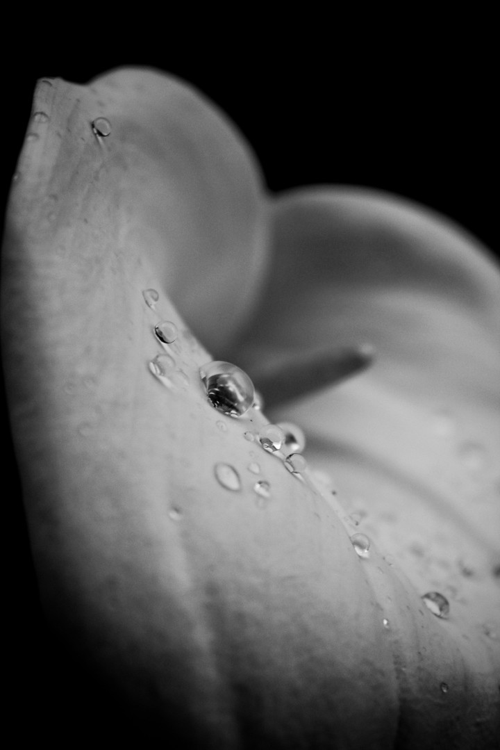 Flowers after the rain