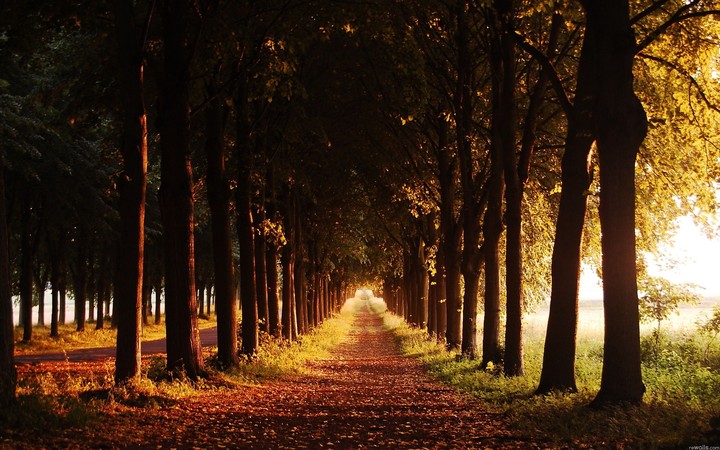 forest