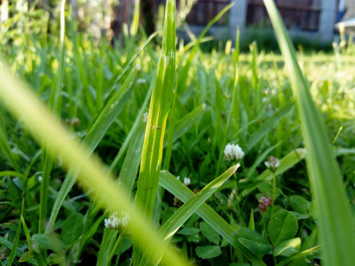 plants
