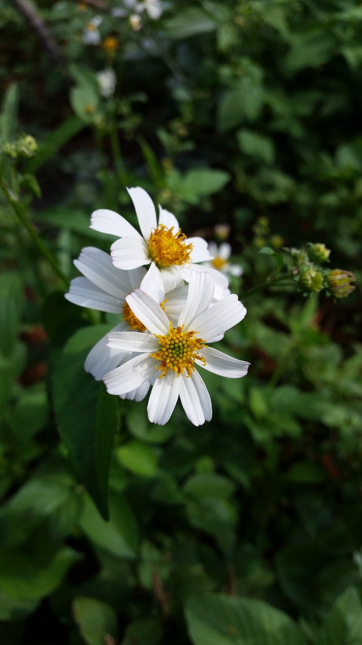 flowers