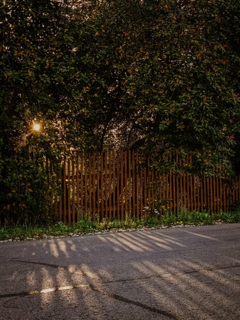 shrub, sunset Hintergrundbilder