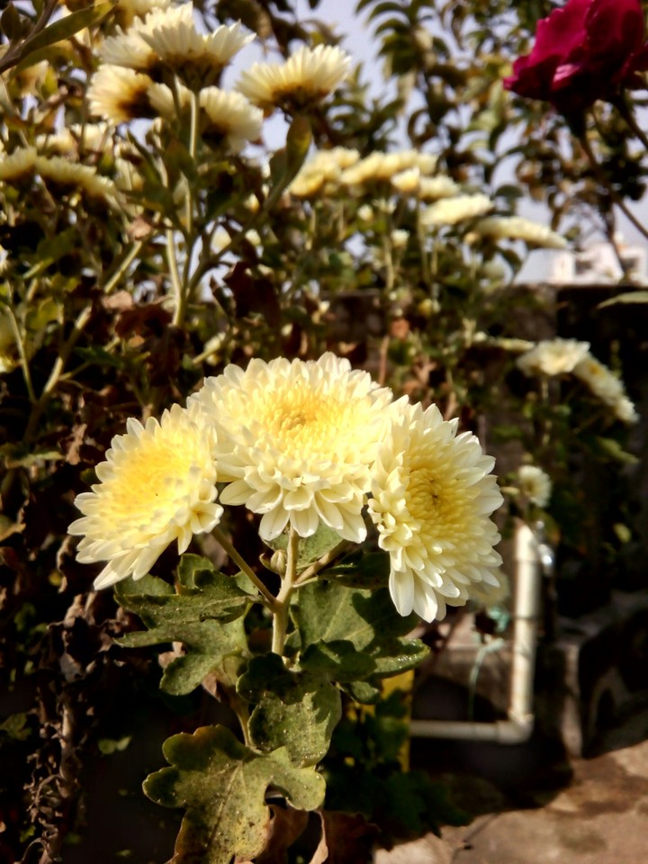Yellow Guldaudi