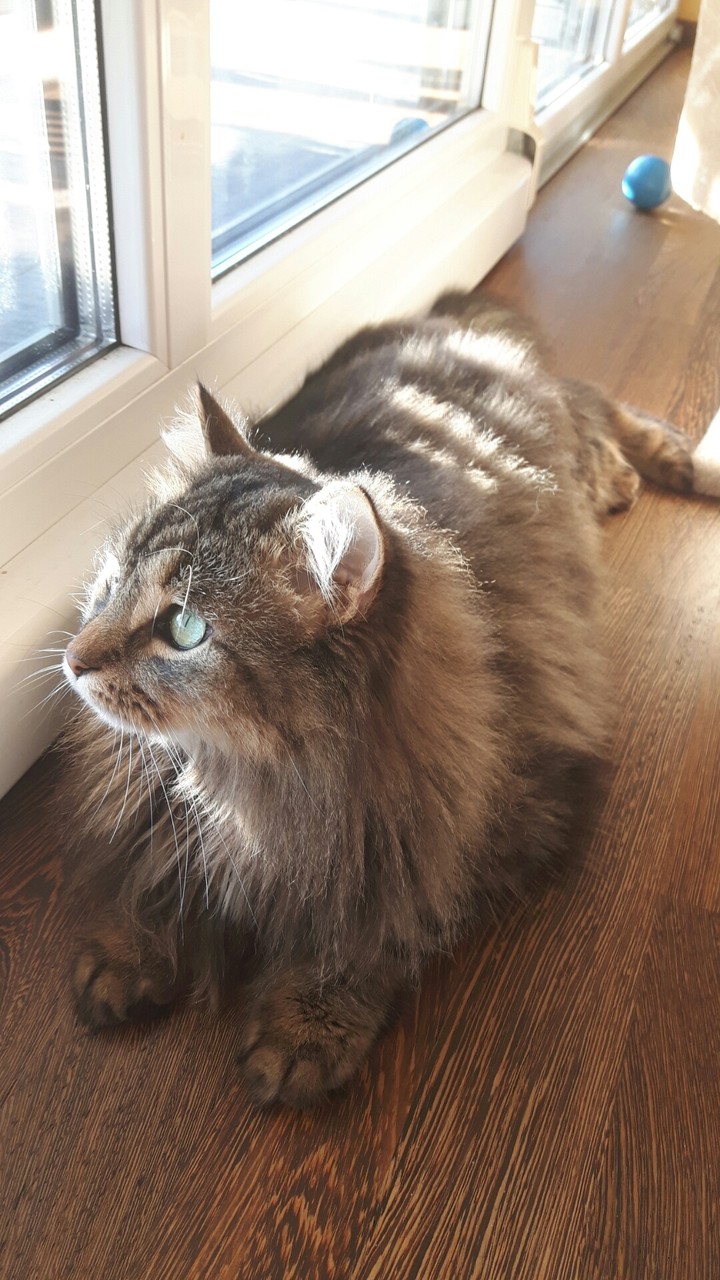 Cat looking out of the window