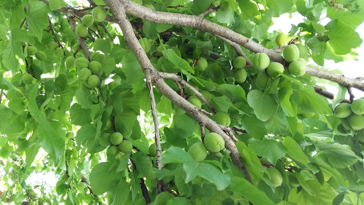 apricot tree
