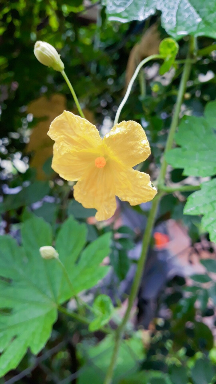 Yellow Yellow..