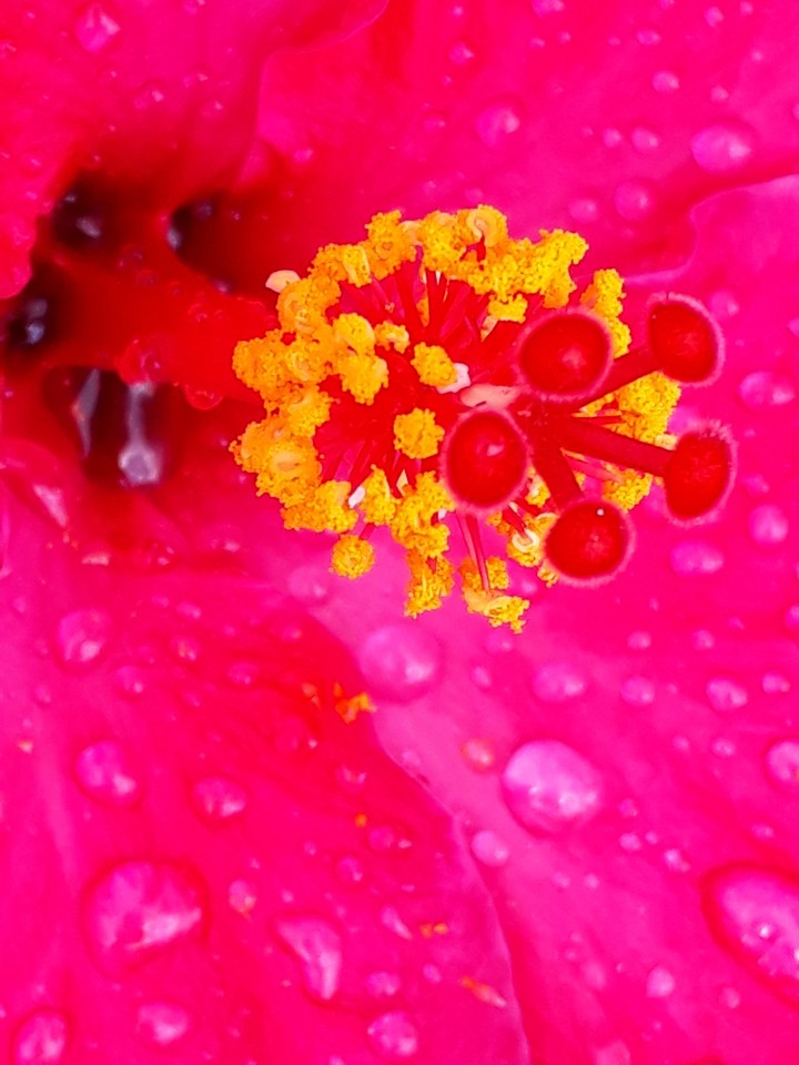 Hibiscus