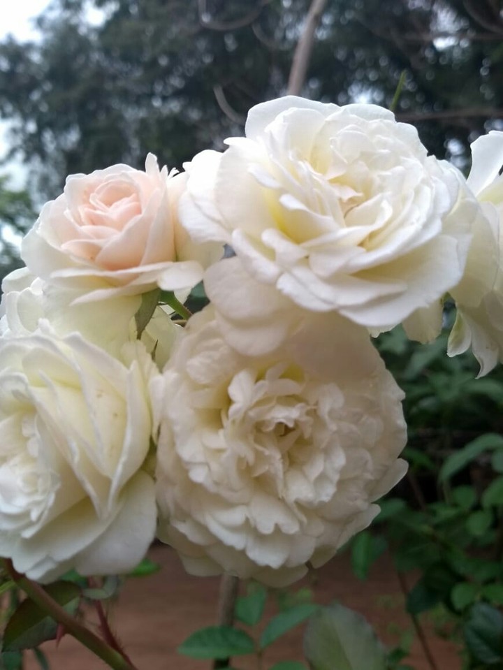 Rosa