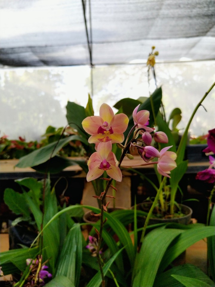 orchids, flowers