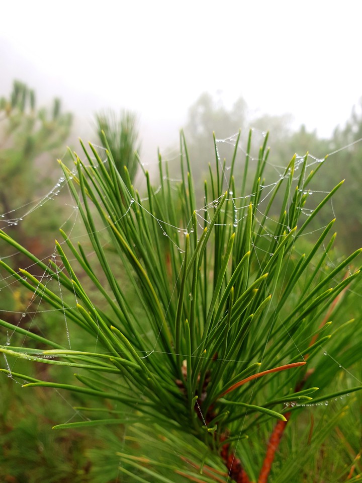 forest,natural,tree