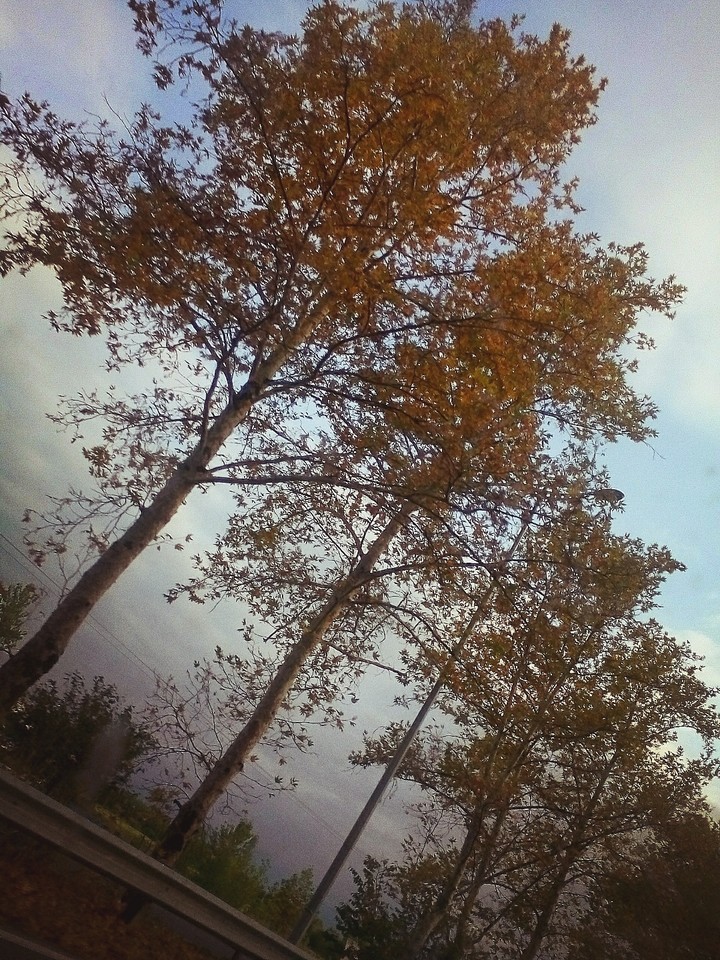 World's Beauty