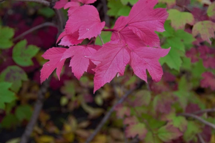 maple leaves