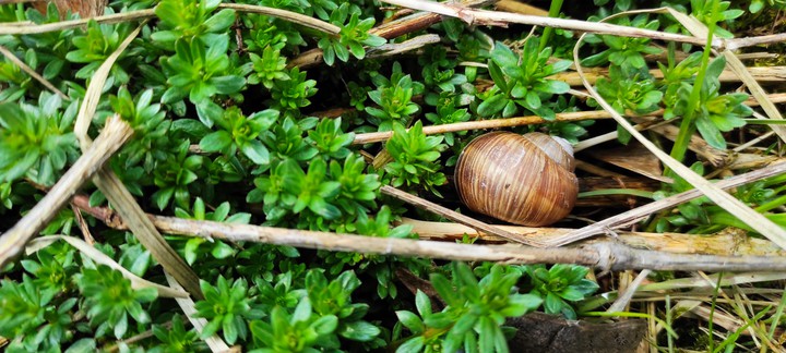 Snail in Nature