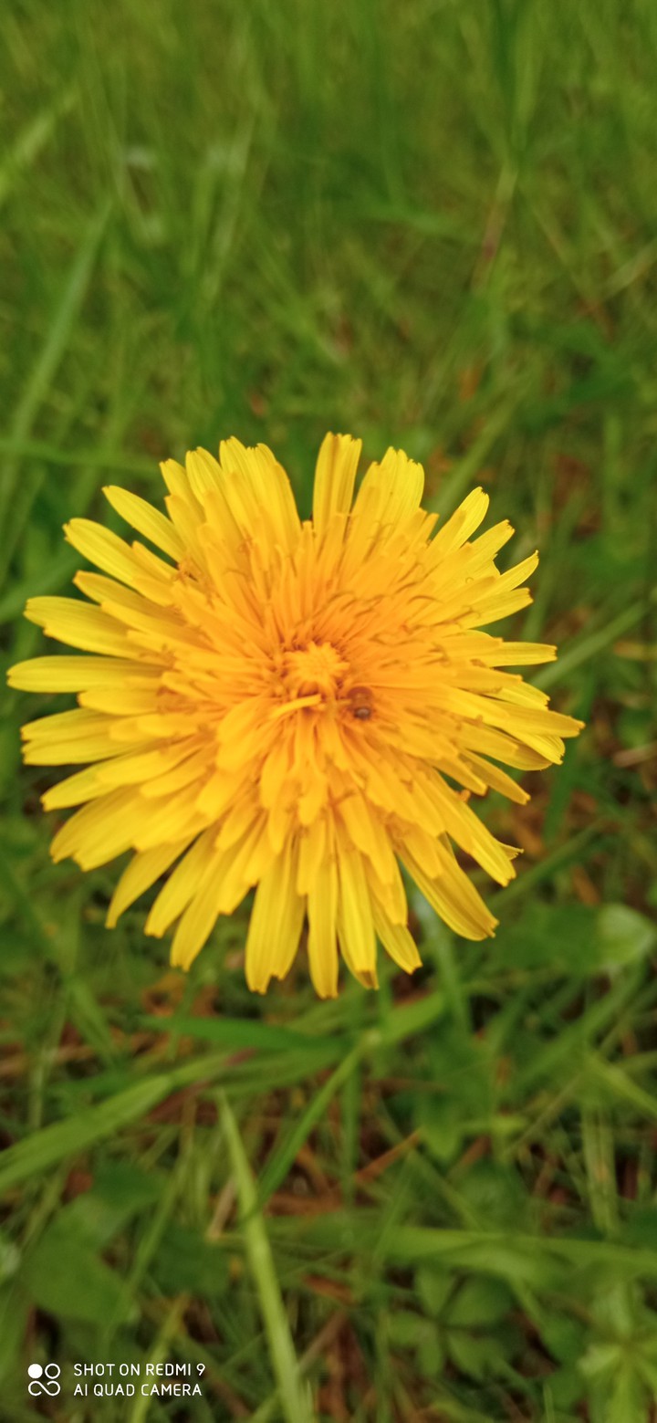 fleure