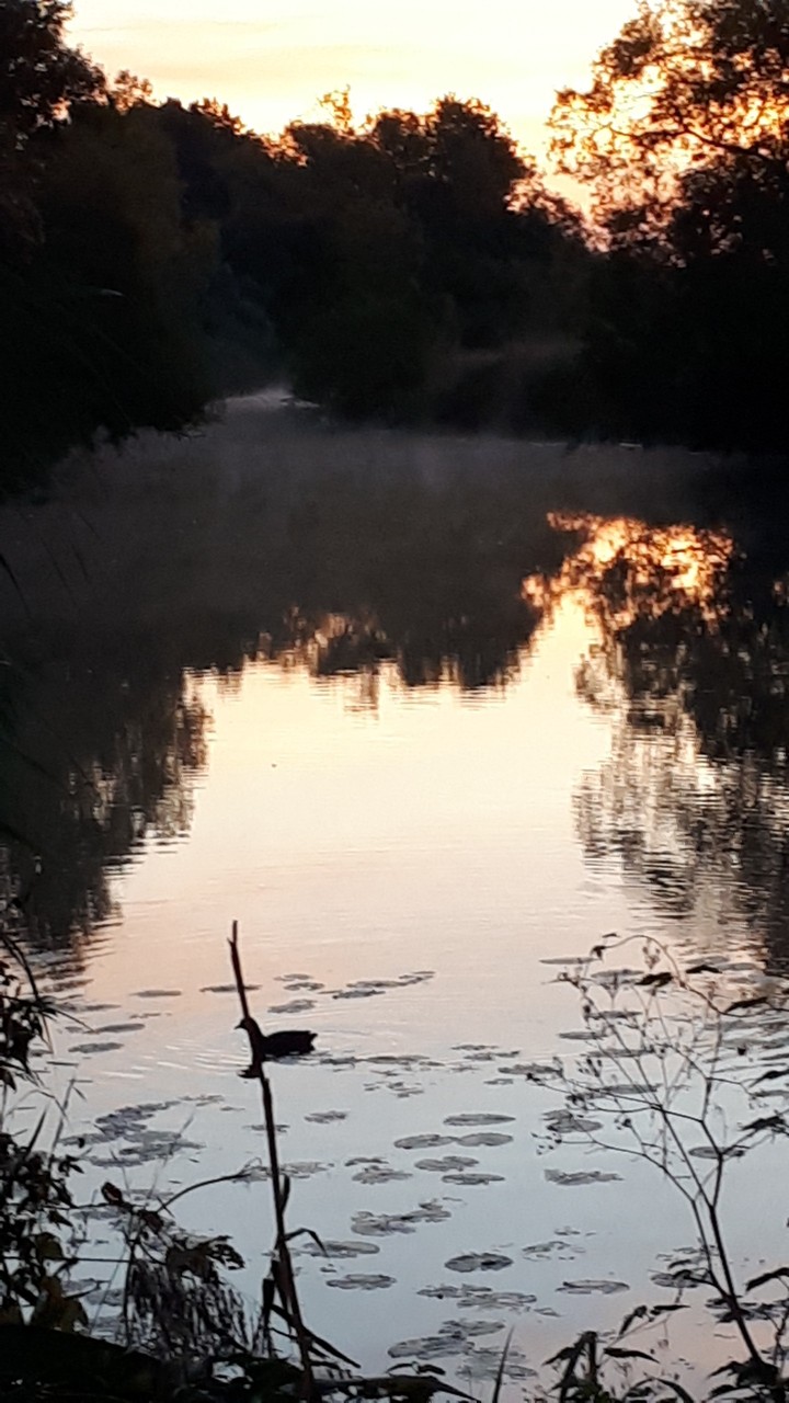 Bird in water at dawn