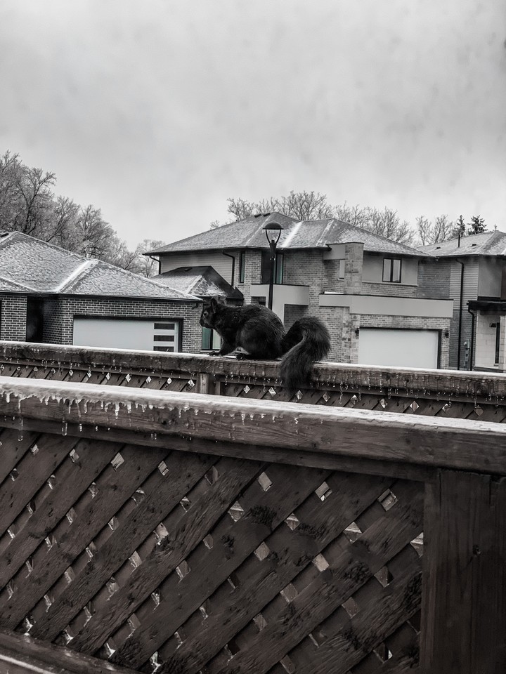 Squirrel