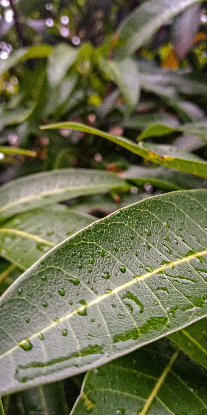 Leaves