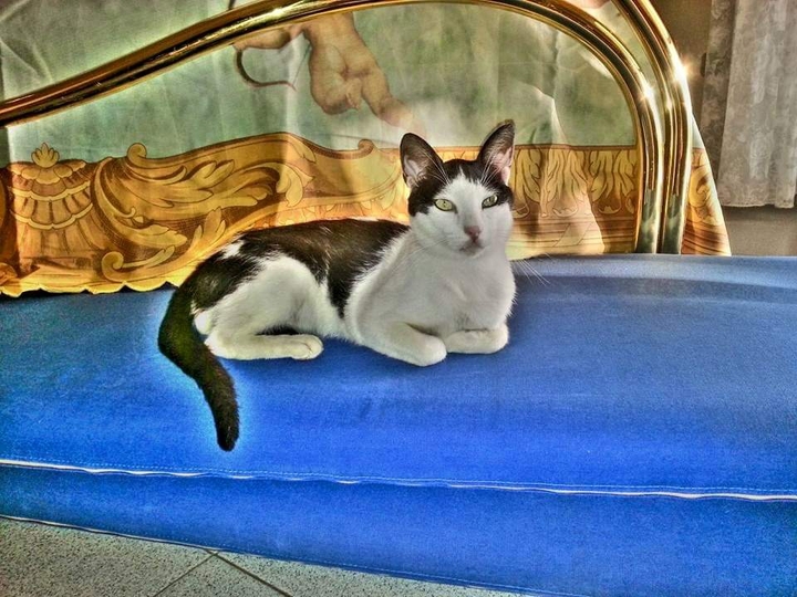 Gatto quadro