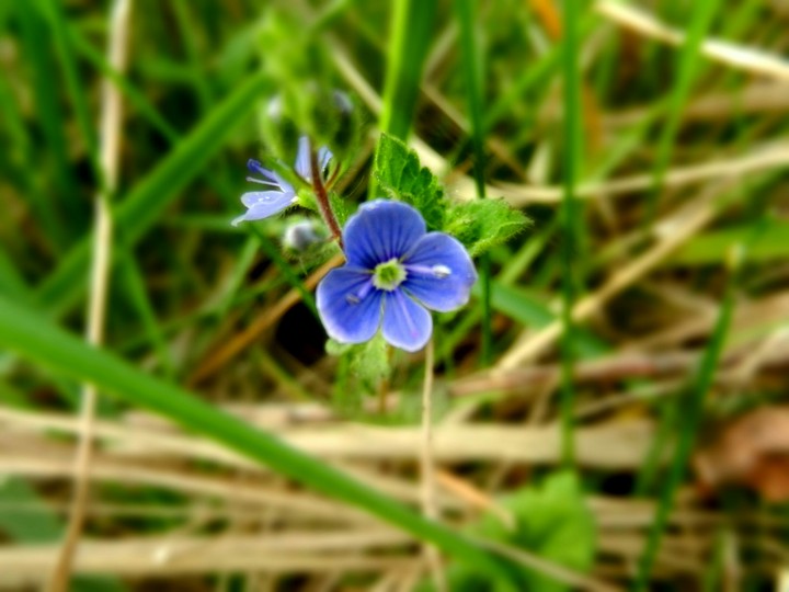 Macro