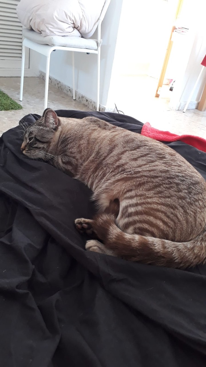 Полосатенький котей