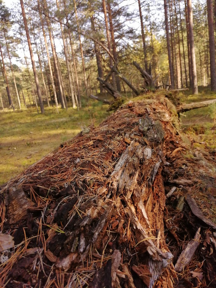 дерево