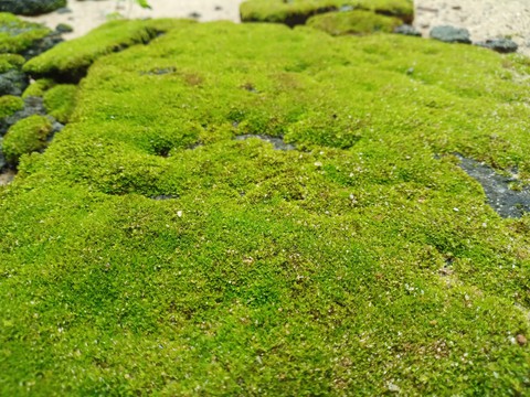 Miniature grass