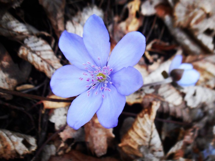 Flower