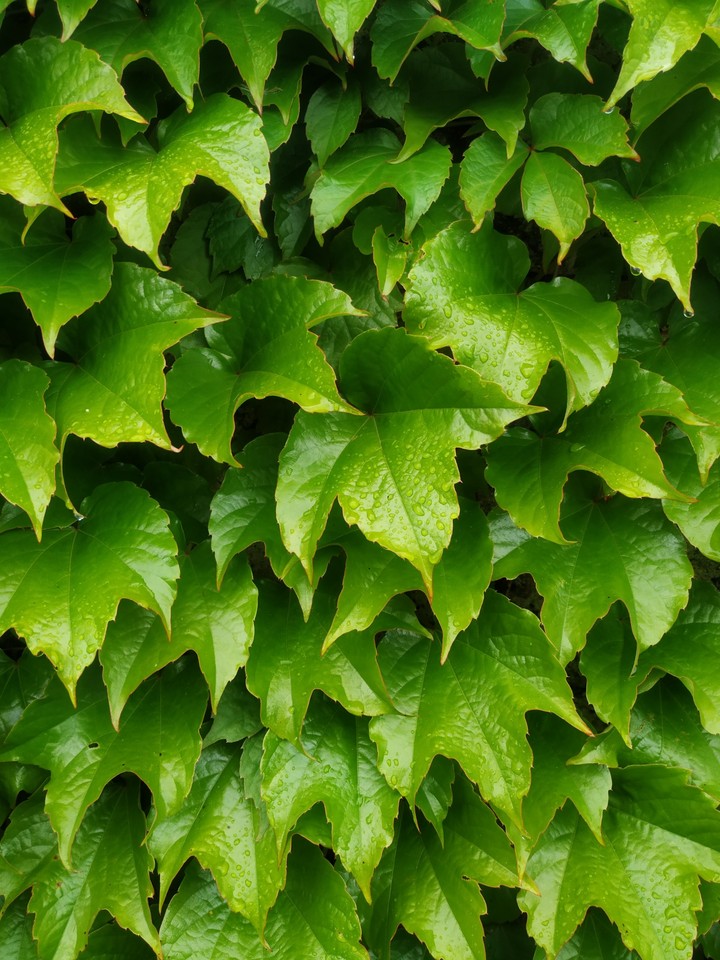 Fresh Leaves
