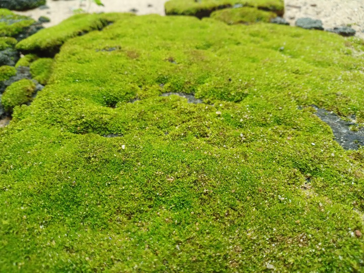 Miniature grass