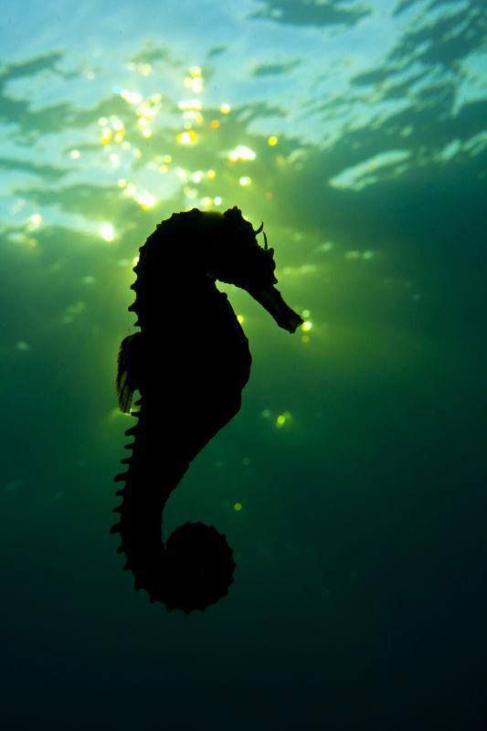 seahorse