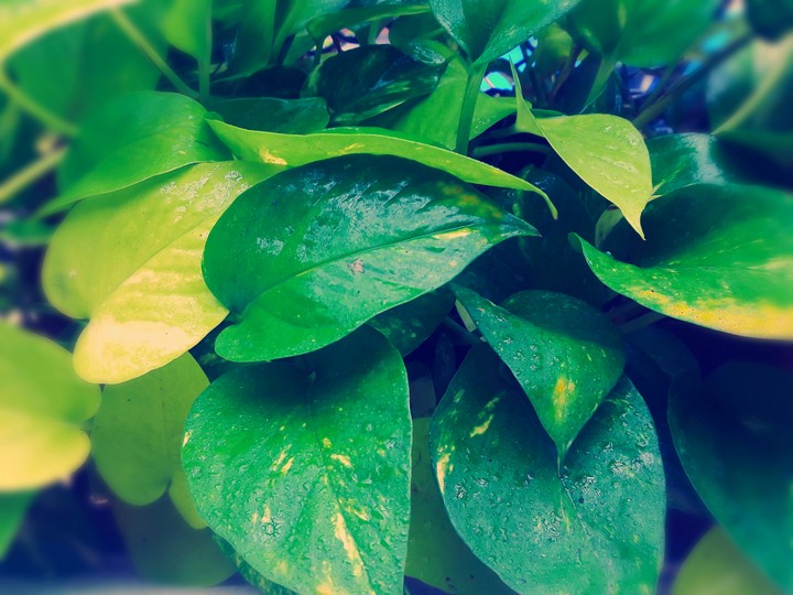 leaf
