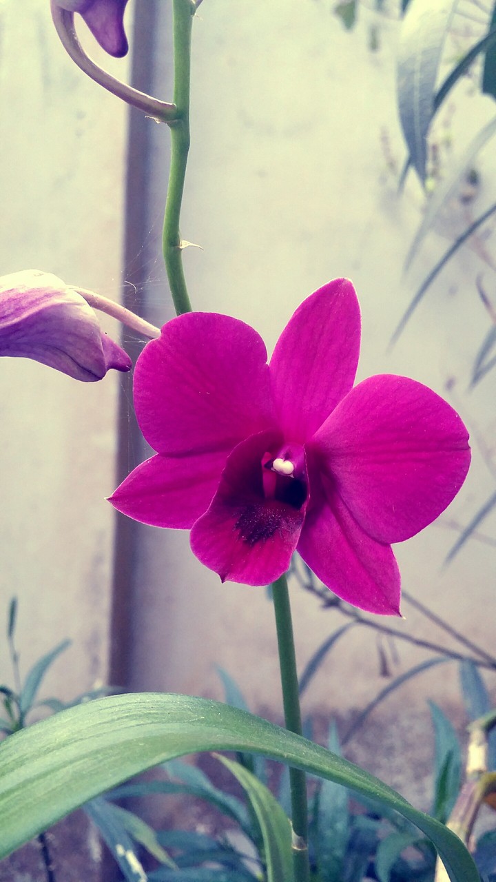 Orchid
