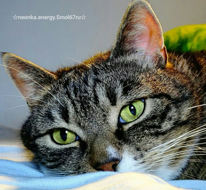 cate
