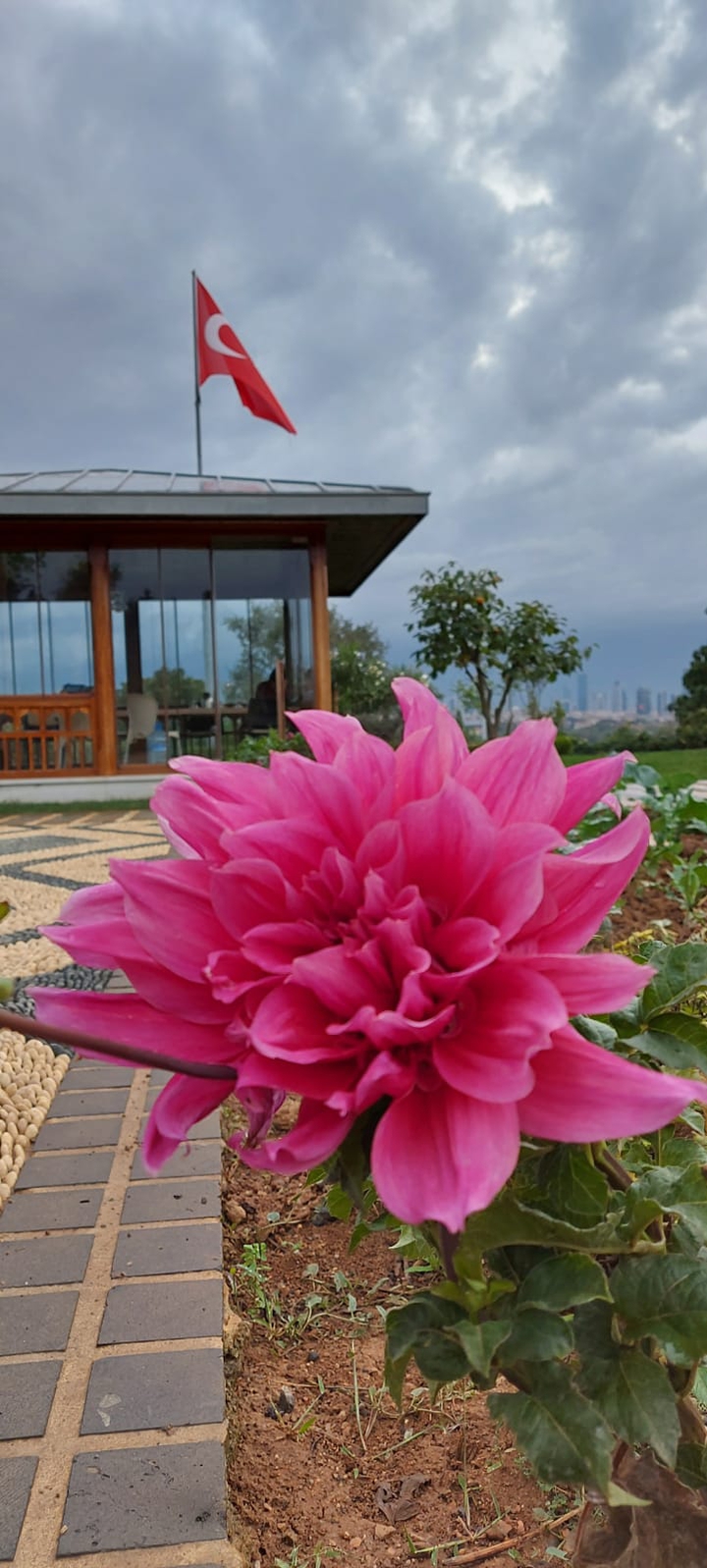 dahlia