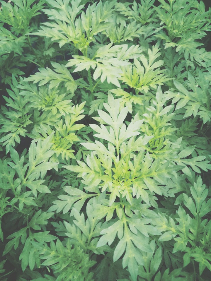 eco beauty 
