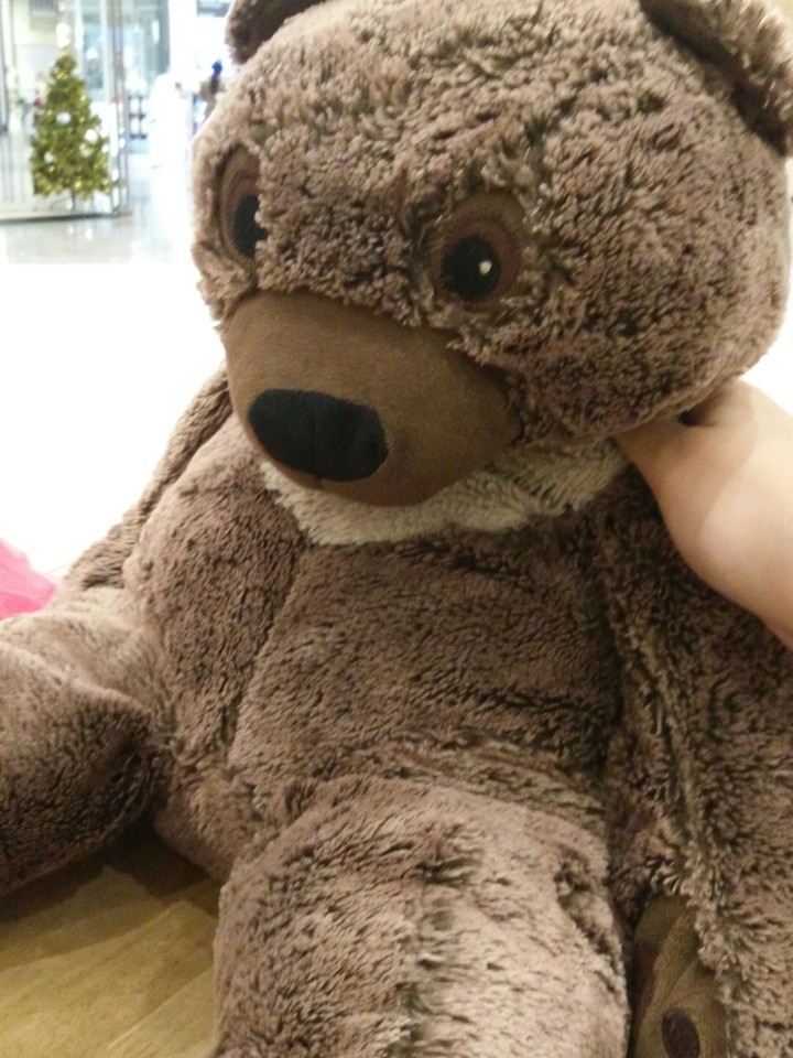 Bear
