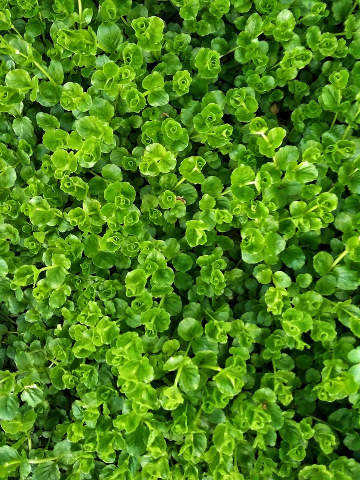 green grass