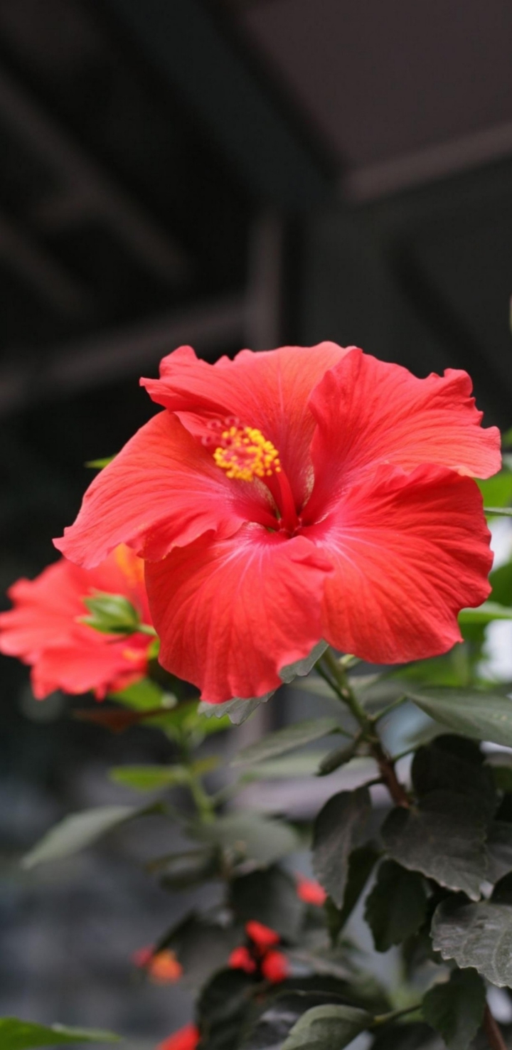 Hibiscus