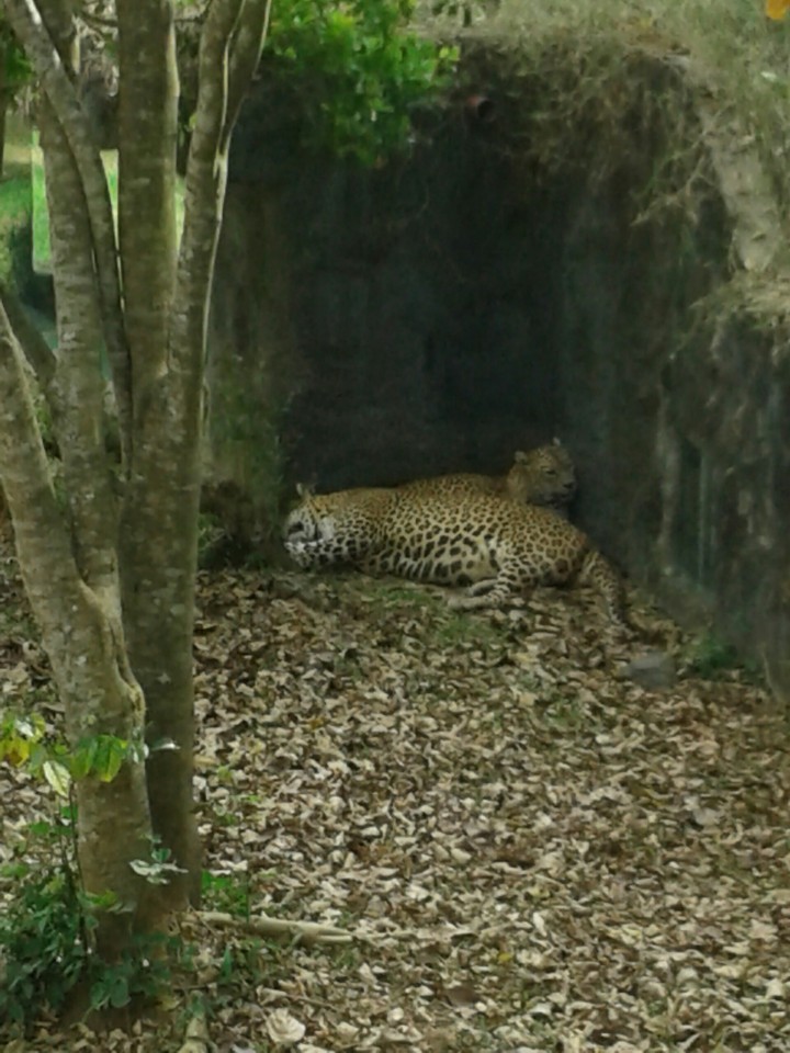 Leopards in zoo of pinnawala
