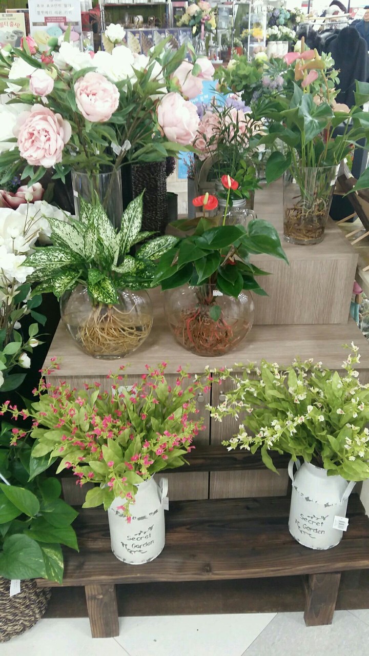 plants